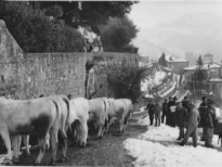 21 gennaio 1960, gricigliana e la rocca con la neve. ci si prepara per la benedizione del bestiame per la festa di s.anatonio.jpeg (29)